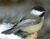 Maine State Bird